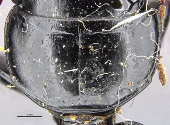 Media type: image;   Entomology 22013 Aspect: pronotum dorsal